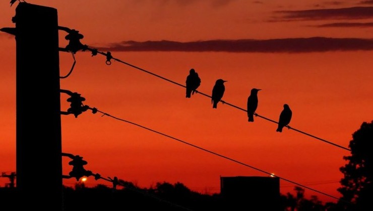В Болгарии обновят ЛЭП ради птиц - «В мире»