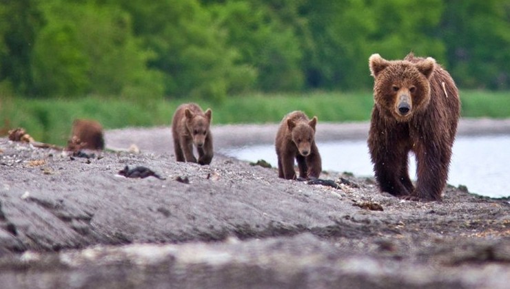 В Кроноцком заповеднике взвесят медведей - «Экология России»