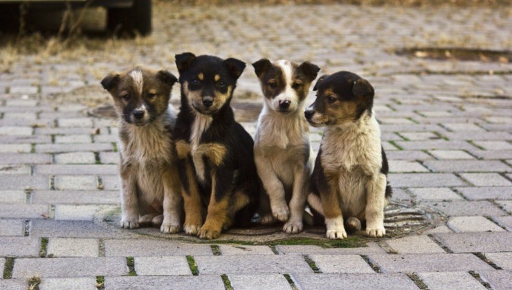 Власти Самары выделяет более 11 млн рублей на отлов и стерилизацию бездомных животных - «Экология России»