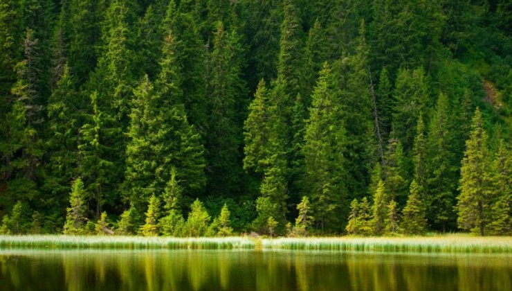 За десятилетие Россия потеряла 7,1 млн га хвойных лесов - «Экология России»