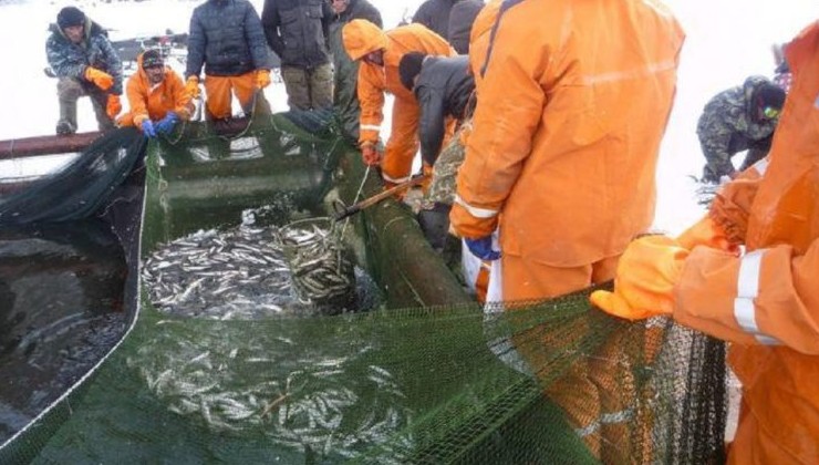 Жители Хабаровского края требуют остановить варварскую добычу рыбы - «Экология России»