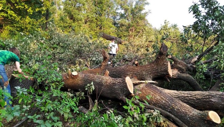 Жители Уфы просят остановить вырубку леса у парка им. Гафури - «Экология России»