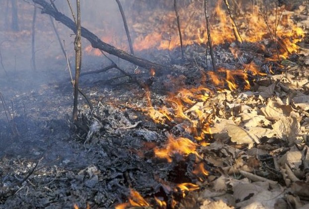 80 лесных пожаров потушили в России вначале ноября - «Экология России»