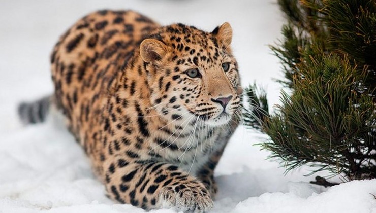 Искусственный интеллект займется учетом диких животных в России - «Экология России»
