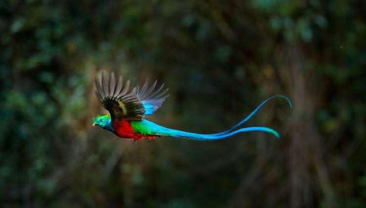 Изменения климата коснулись тропических птиц Амазонки - «В мире»