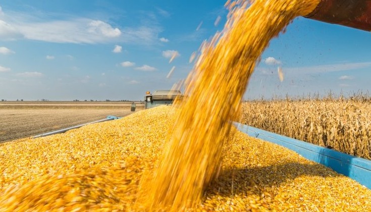 Климатолог предрекает падение урожайности кукурузы и пшеницы - «В мире»