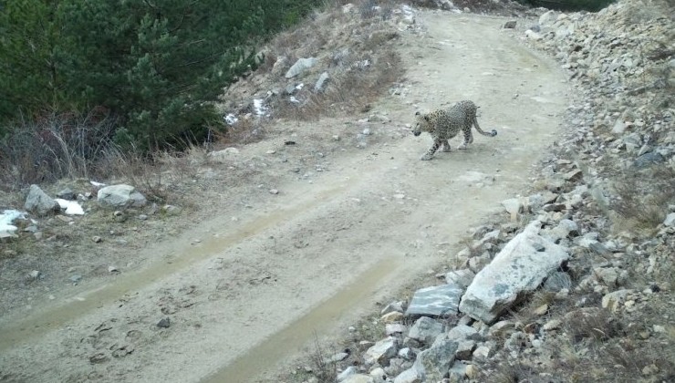 «Личность» переднеазиатского леопарда в Кабардино-Балкарии — установлена - «Экология России»