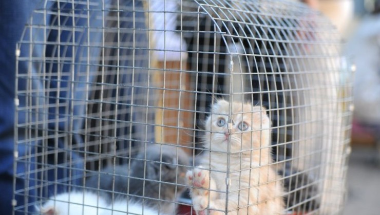 Российским зоомагазинам запретят продавать собак и кошек - «Экология России»