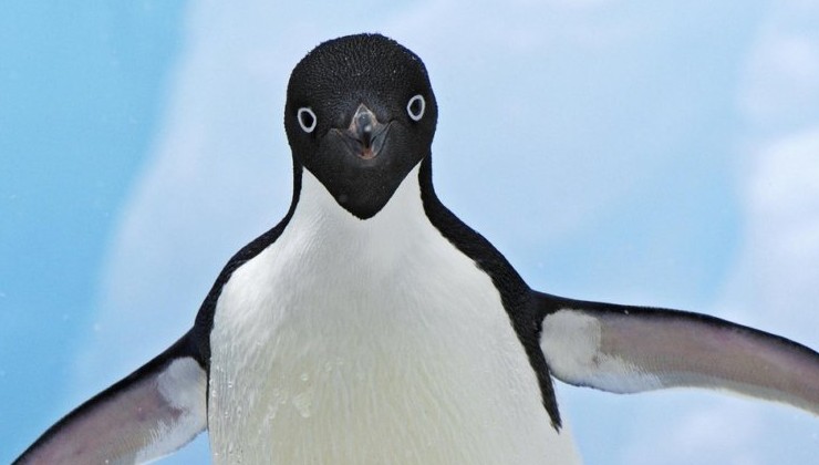 У Новой Зеландии обнаружен редкий вид пингвина - «В мире»