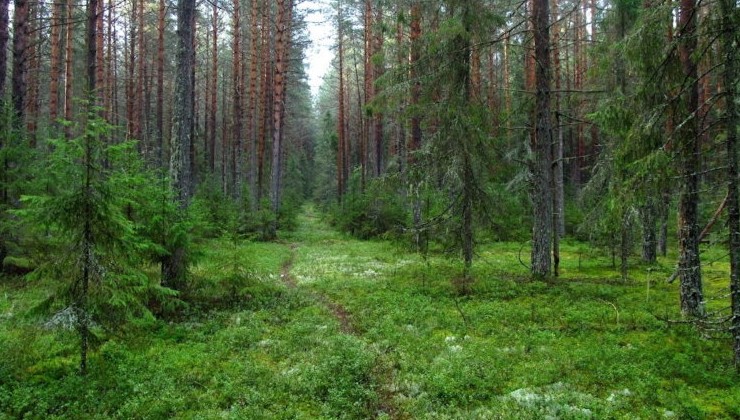 В «Бузулукском бору» высадили рекордное количество саженцев - «Экология России»