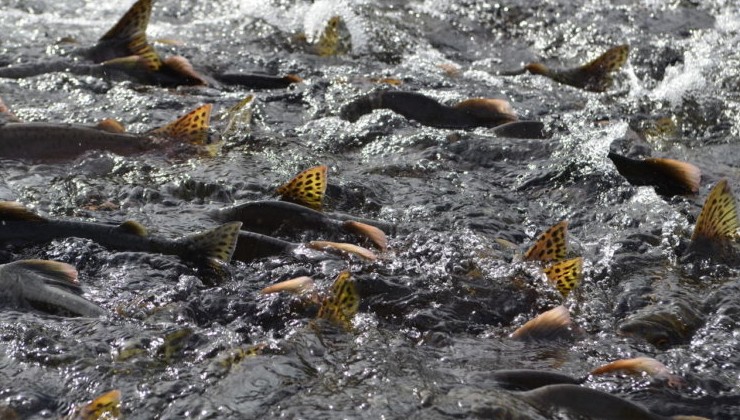 В этом году объем добычи лососевых на Дальнем Востоке резко сократился - «Экология России»