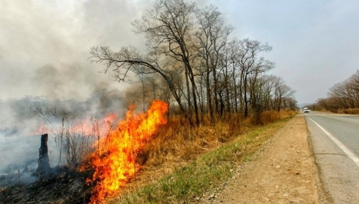 В Приморье появилась интерактивная карта лесных пожаров - «Экология России»