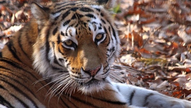 В Уссурийском заповеднике проверили, заразны ли другие его обитатели для амурских тигров - «Экология России»