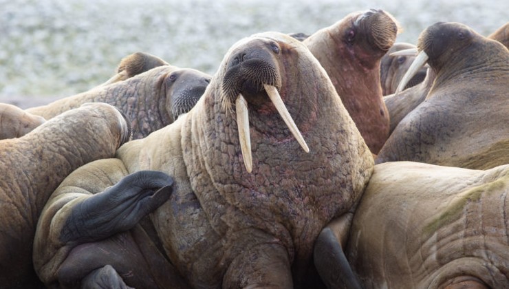 Волонтеры расчистили место для лежбища моржей в Арктике - «Экология России»
