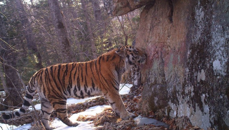 На Дальнем Востоке пересчитают амурских тигров - «Экология России»