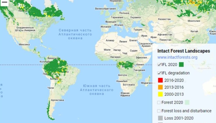 Россия лидирует по темпам потери дикого леса - «В мире»