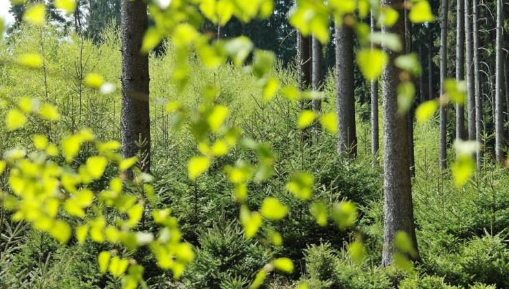 С 2022 года в Ленинградской области заработает экомилиция - «Экология России»