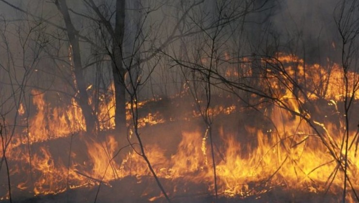 Шесть регионов получат компенсацию за тушение лесных пожаров - «Экология России»