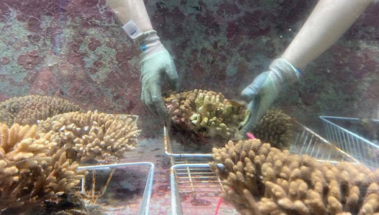 Учёные нашли способ спасти исчезающий Большой Барьерный риф - «В мире»