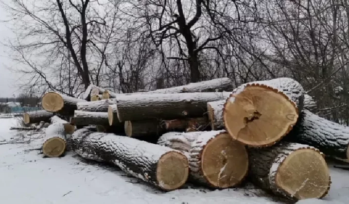 В Башкортостане вырубают вековые деревья - «Экология России»