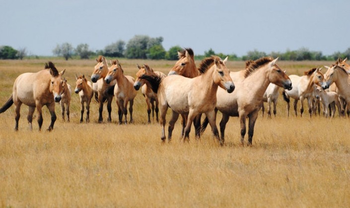 В Хакасский заповедник завезут лошадей Пржевальского - «Экология России»