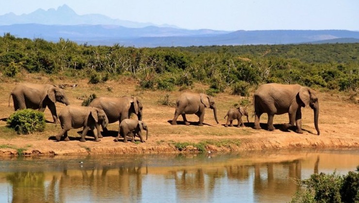 В Эфиопском заповеднике осталось всего 250 слонов - «В мире»
