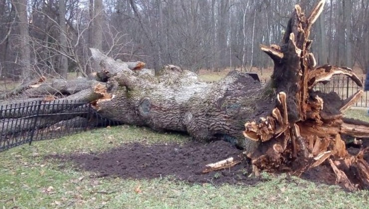 В орловском заповеднике уничтожен 198-летний Тургеневский дуб - «Экология России»