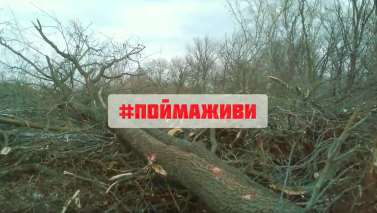 В Волго-Ахтубинской пойме продолжается вырубка деревьев - «Экология России»