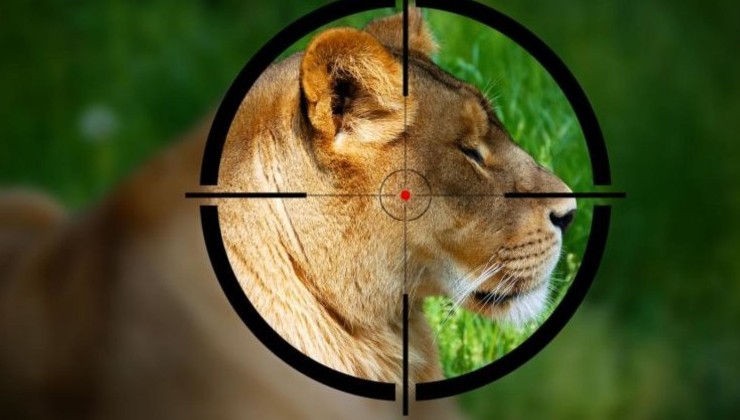 Великобритания запретит ввоз охотничьих трофеев - «В мире»