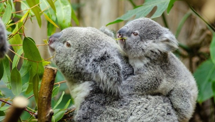 За последние три года умерла треть всех австралийских коал - «В мире»