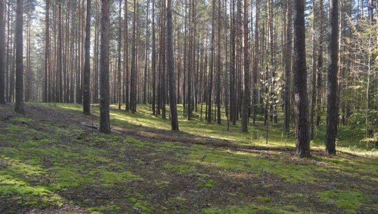 Экопарк «Южный лес» в Перми возьмут под охрану - «Экология России»