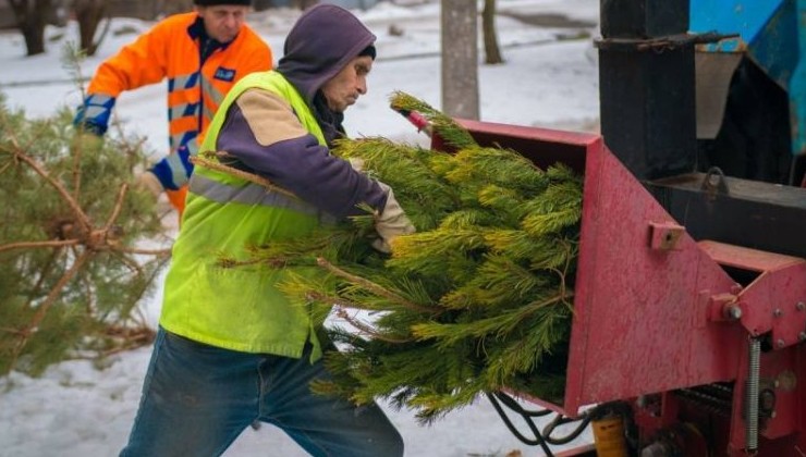 Москвичи сдали в переработку более 20 тысяч новогодних ёлок - «Экология России»