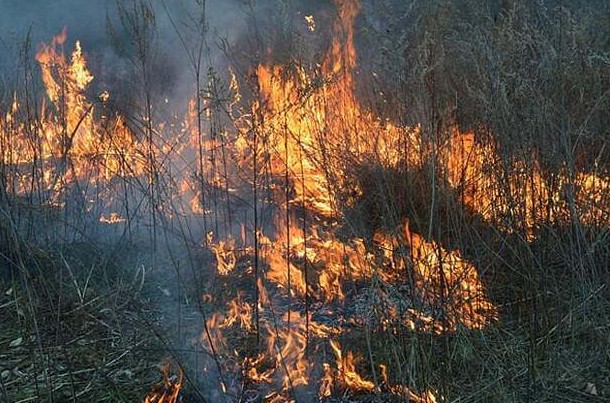 Природные пожары в Приморье могут начаться уже в феврале - «Экология России»