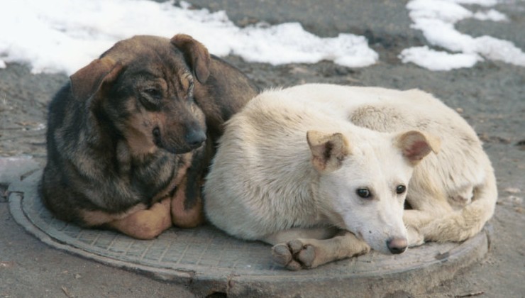 С улиц Бурятии исчезнут крупные бродячие собаки - «Экология России»