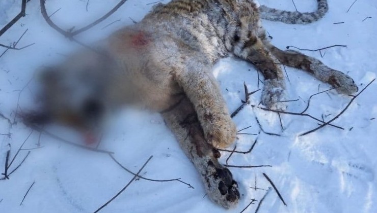 В Приморском крае убили амурского тигра - «Экология России»