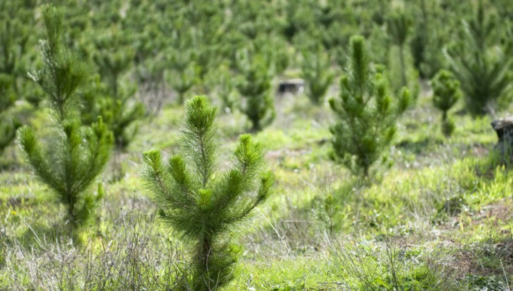 В Счетной палате проанализировали объемы воспроизводства лесов в России - «Экология России»