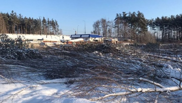 В Воронеже остановили незаконную вырубку деревьев - «Экология России»