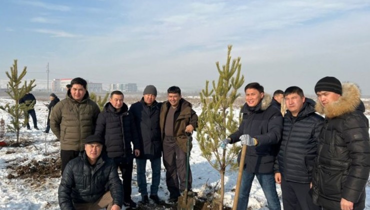 Жители Алматы начали год с высадки сосен - «В мире»