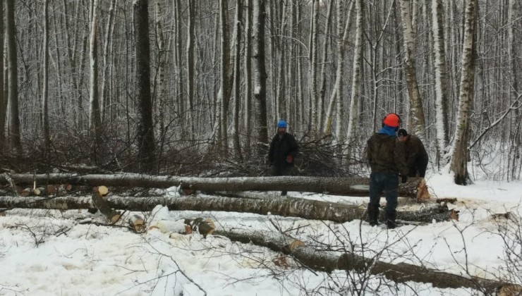Жители двух академгородков требуют остановить вырубку лесов - «Экология России»