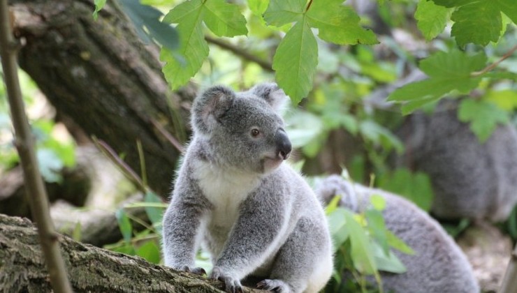 Австралийских коал признали исчезающим видом - «В мире»