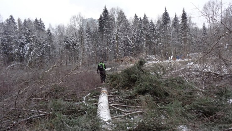 Более тысячи жителей Троицка вышли на защиту городского леса - «Экология России»
