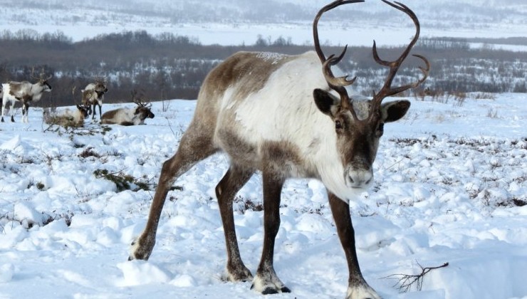 На Таймыре на четверть уменьшилась популяция дикого северного оленя - «Экология России»