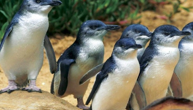 Пингвины Австралии запутываются в выброшенных одноразовых масках - «В мире»