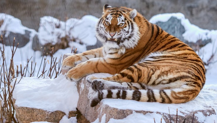 Площадь ООПТ, где обитают амурские тигры, расширят - «Экология России»