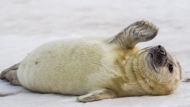 В Дальневосточном морском заповеднике появились на свет первые в этом году новорожденные тюлени - «Экология России»