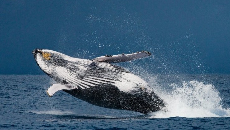 В Исландии запретят охоту на китов - «В мире»