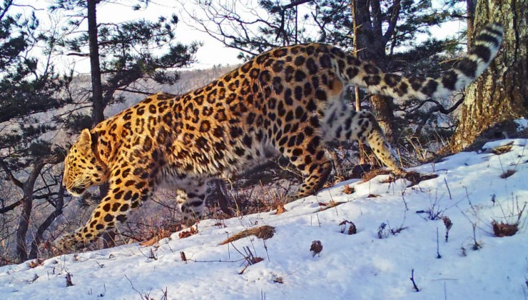 В Минприроды утвердили Стратегию по сохранению дальневосточного леопарда - «Экология России»