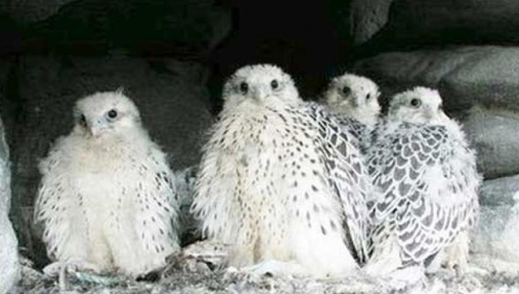 В России начал работу первый международный центр репродукции и сохранения хищных птиц - «Экология России»