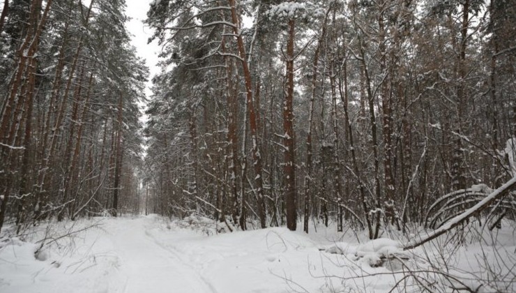 Жители Раменского выступают против вырубки «Булонского леса» - «Экология России»