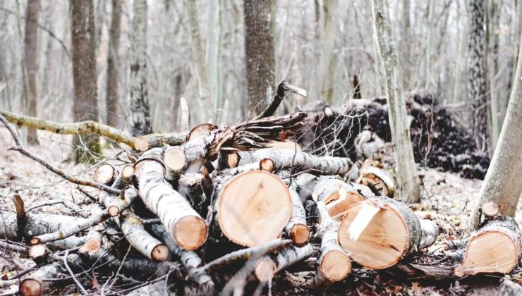 Жители Зеленогорска выступают против вырубки лыжного леса - «Экология России»
